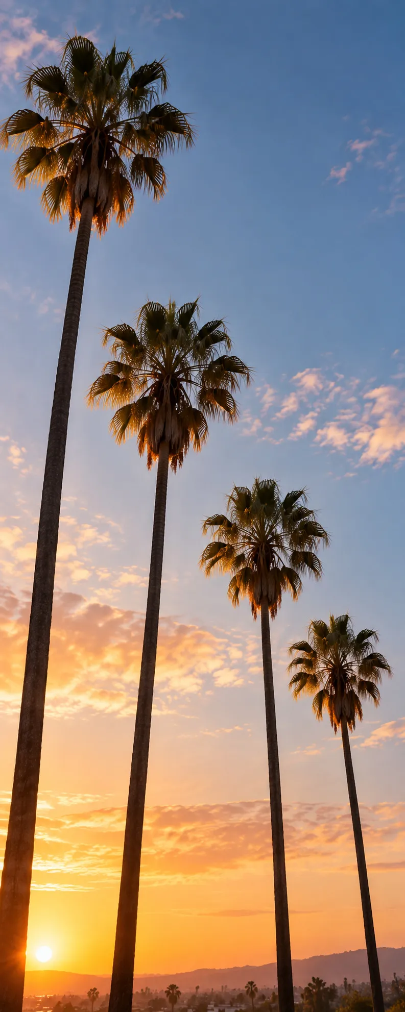 Four tall palm trees against a sunset sky